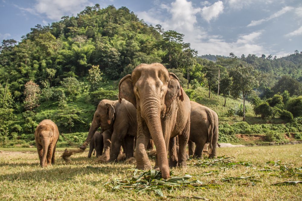 Inmersión Cultural y de Naturaleza en Chiang Mai
