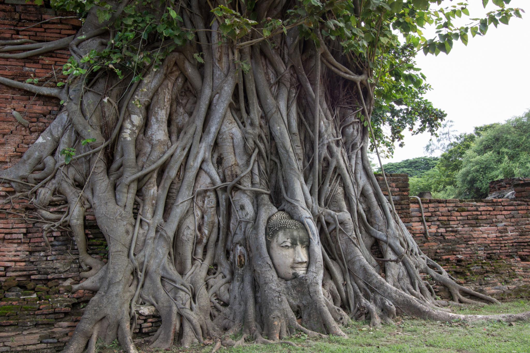 Cabeza de Buda e Historia Ancestral