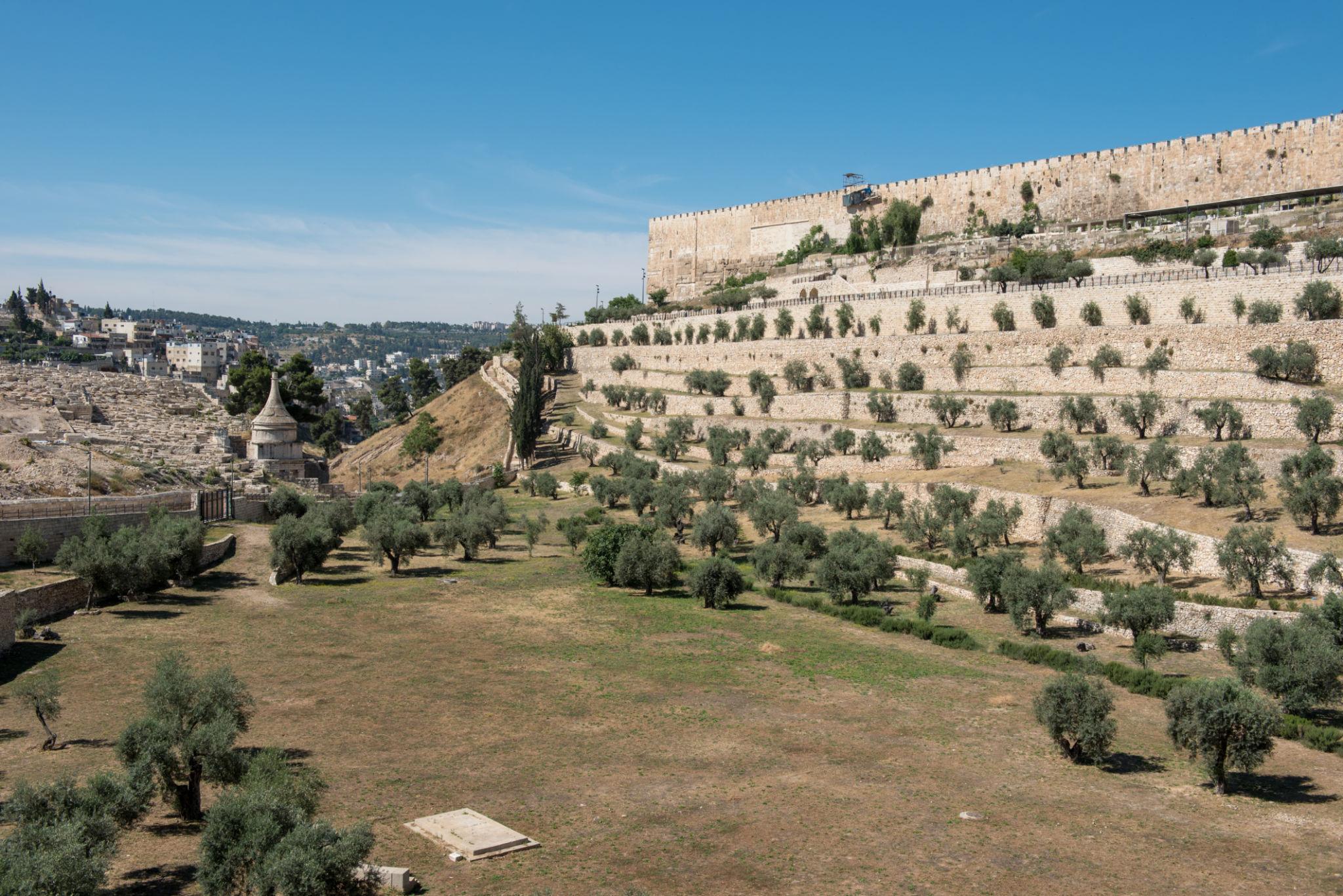 Vista panorámica del Monte de los Olivos con huertos en terrazas, olivos centenarios y las murallas históricas de Jerusalén.