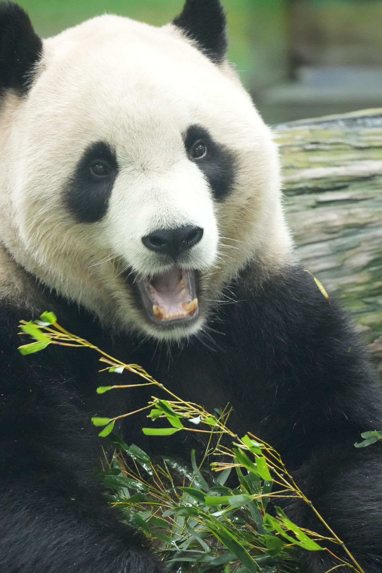 Chengdu China Oso Panda