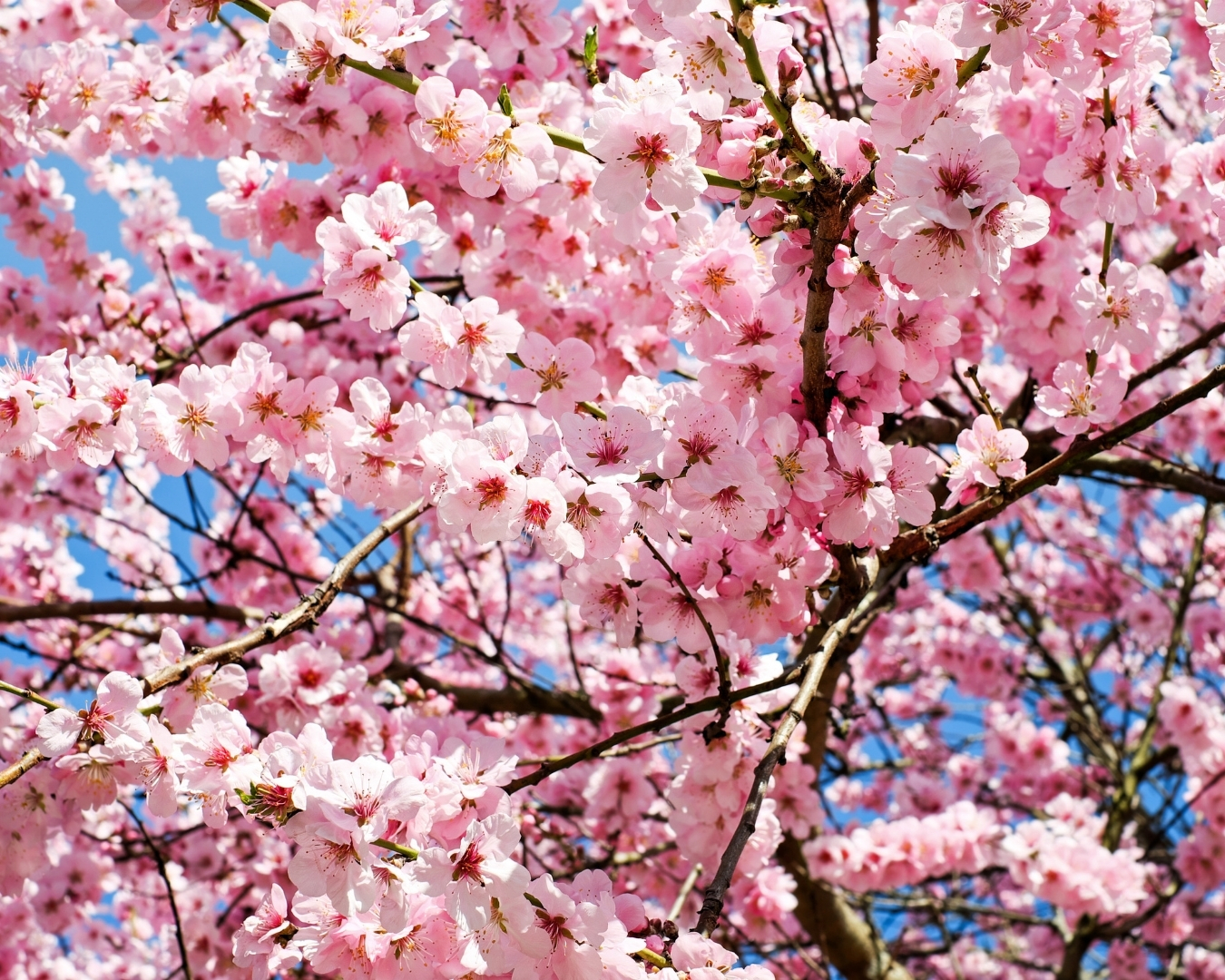 viaje a japon 