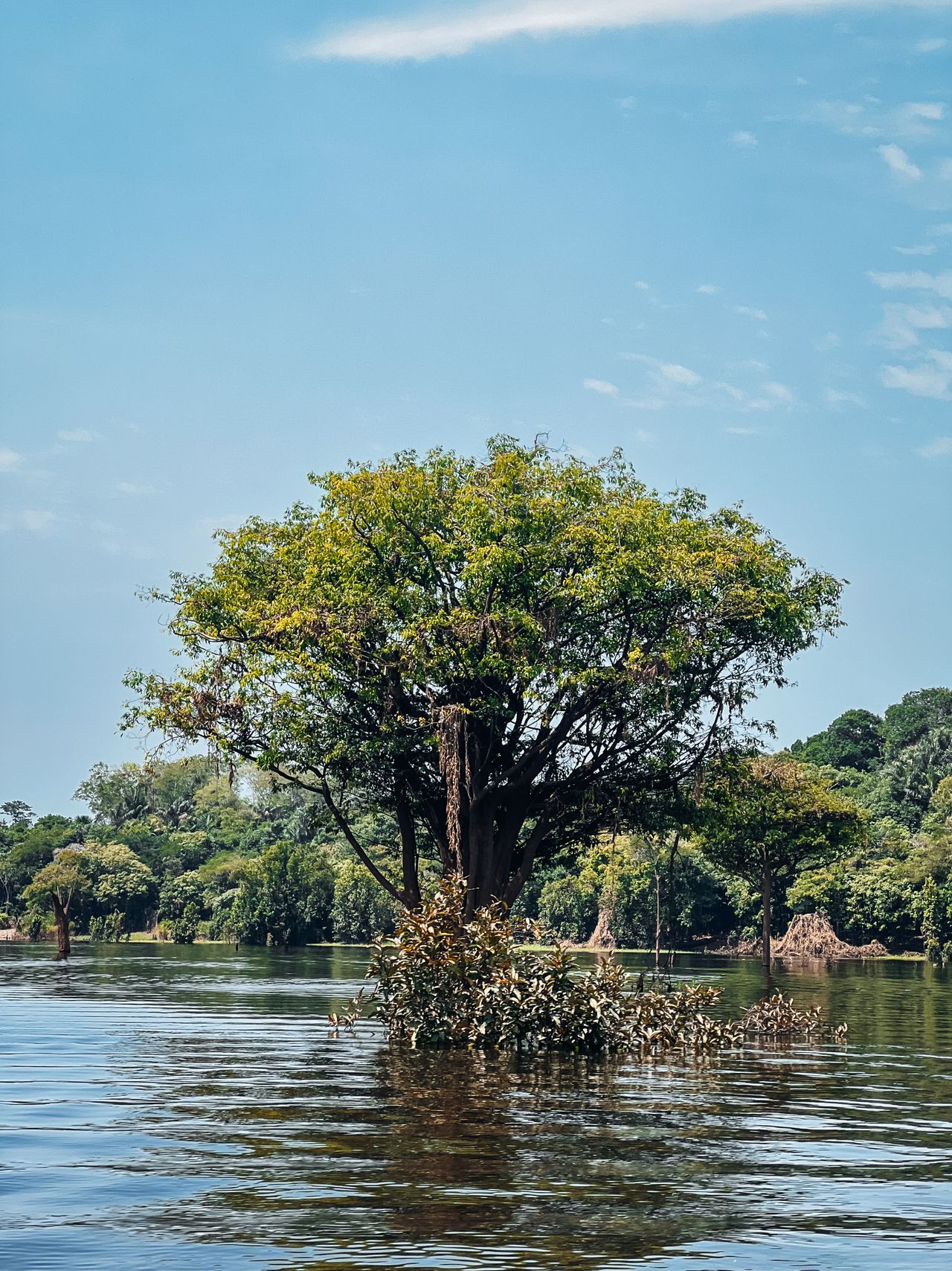 Amazonas