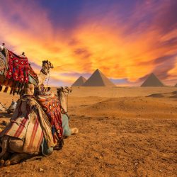 Egipto (camellos)